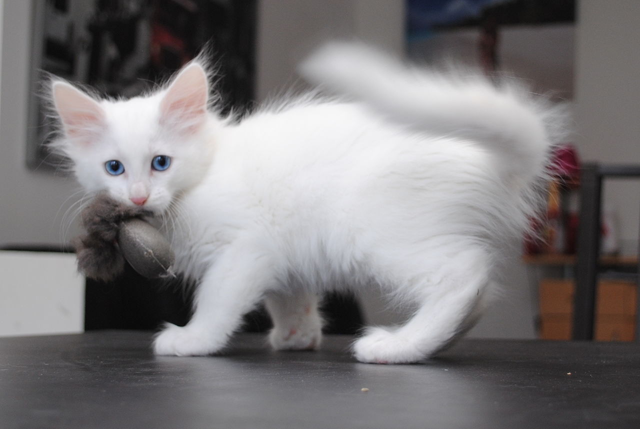 Турецкие ангоры - это кошки среднего размера с тонким продольным силуэтом